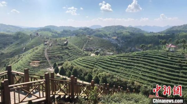 荣利通 台青扎根茶乡：美人茶沏出两岸“同心味”_大皖新闻 | 安徽网